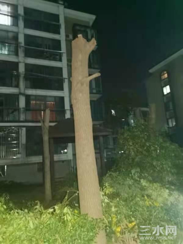 被砍头的树