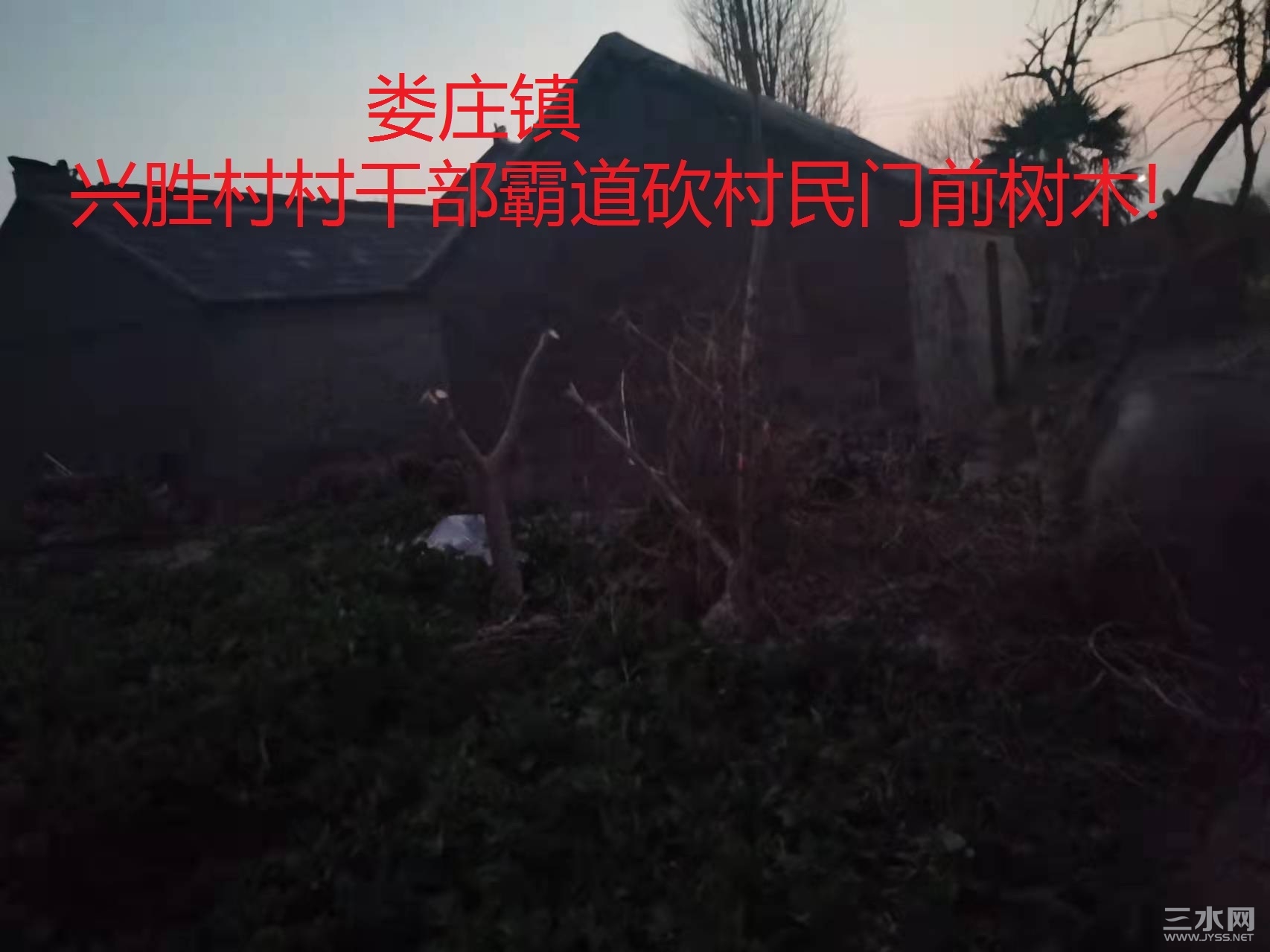 兴胜村村干部霸道砍村民门前树木.jpg