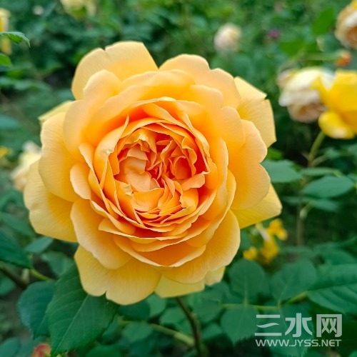 IMG_20220429_153806.jpg