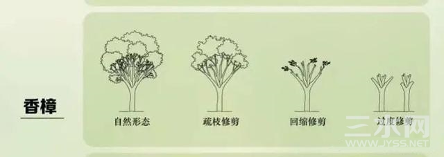 香樟修剪.jpg