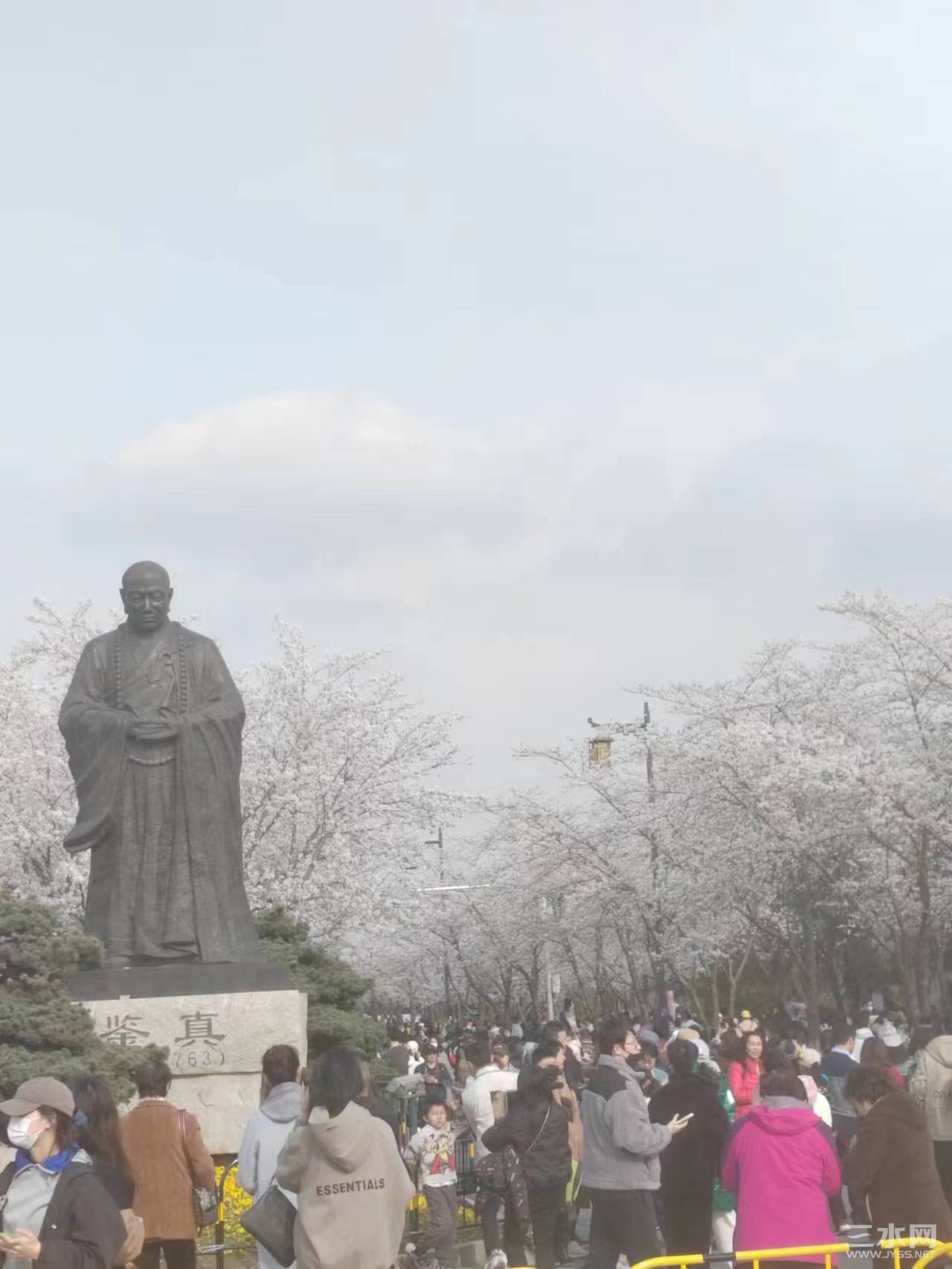 樱花大道